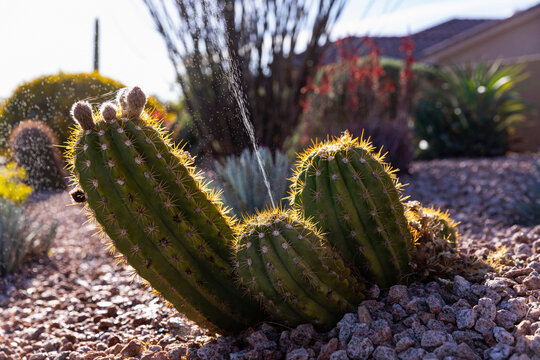 Cactus watered in Desert neighborhood in Arizona 
