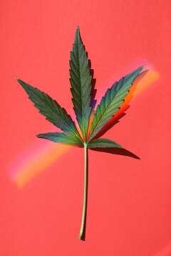 A Marijuana Leaf Isolated