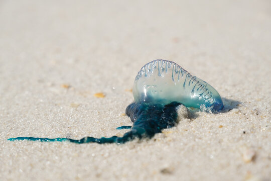  Portuguese man o' war on a beach