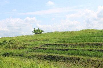 Fototapeta na wymiar terraced rice field