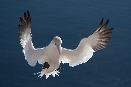 Northern gannet on Heligoland