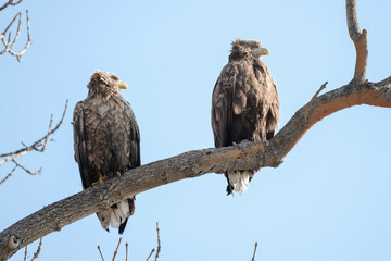 white tail eagle