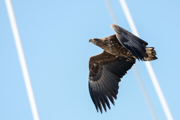 white tail eagle