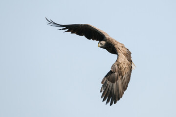 white tail eagle