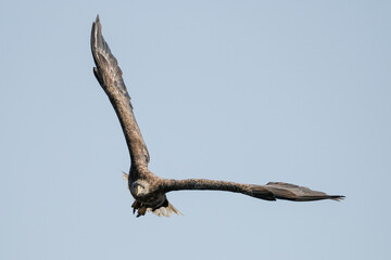 white tail eagle
