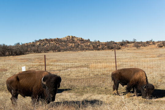 Two Bison In The Wichita Nature Preserve In Oklahoma