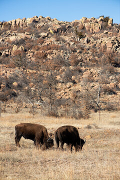 Two Bison in The Wichita Nature Preserve in Oklahoma