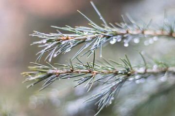 Himalayan tree in rain with selective focus on a tree branch
