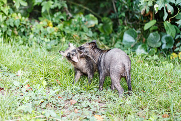 ケンカする2頭のタヌキ