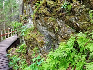 Green fern on a rock