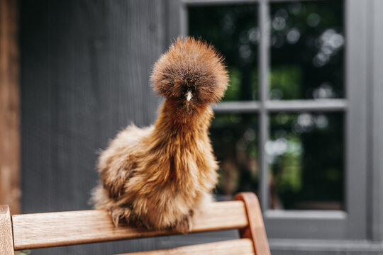 Silky chicken
