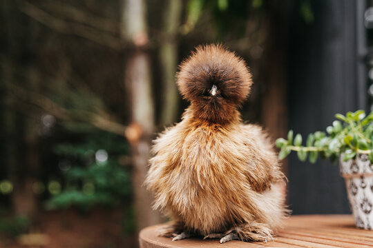 Silky chicken