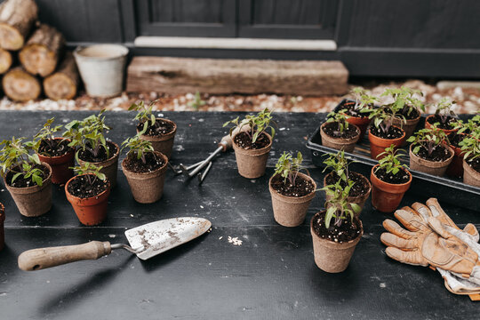 Tomato Garden