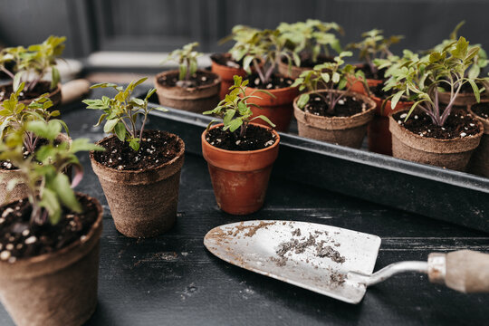 Tomato Garden