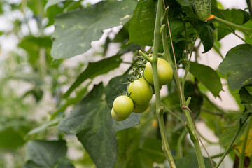 Tomatoes ripen in a greenhouse in green foliage. Household farming, agricultural culture, ecological natural products, ecological farming concept