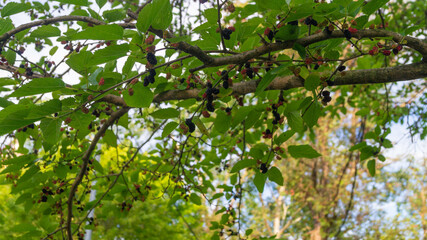 Fototapeta na wymiar Green branch with berries of ripe and immature mulberry
