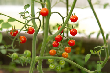 Cherry tomatoes ripen in a greenhouse. Household farming, agricultural culture, ecological natural products, ecological farming concept