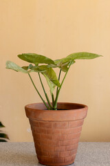 Beautiful syngonium plant in a clay pot
