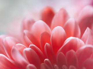 Close-up shot of pink petals