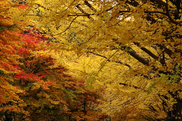 北海道大学のイチョウ並木