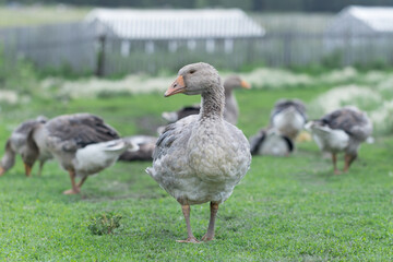 Gray beautiful geese in a pasture in the countryside walk on the green grass. Livestock farm birds. Animal breeding.