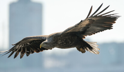 white tail eagle