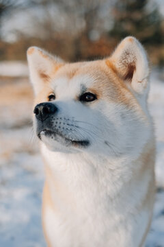 Akita Inu dog portrait
