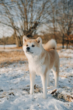 Akita Inu dog portrait