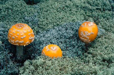 Amanita muscaria mushrooms in reindeer moss in autumn