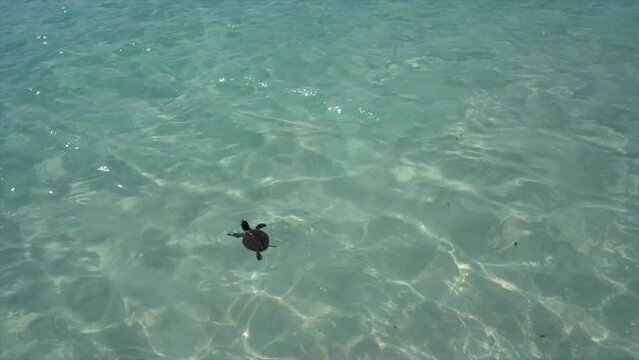 Happy smiling woman holding small cute turtle in wild ocean beach, underwater swimming, endangered creature 