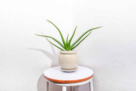 Aloe Vera plant indoors against a white wall.