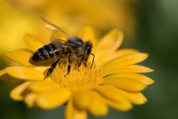 Bumblebee in the garden close-up. Cute beautiful flowers in the garden close-up. Selective small focus and nice bokeh. Fairytale world of plants. Nature green and vibrant petals.