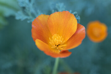 Cute beautiful flowers in the garden close-up. Selective small focus and nice bokeh. Fairytale world of plants. Nature green and vibrant petals.