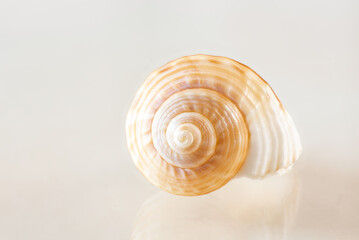Spiral seashell on reflective surface