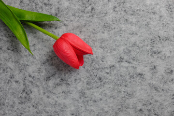 Tulip flower on gray background, Red tulip, Valentine's day background used for desktop wallpaper or website design.