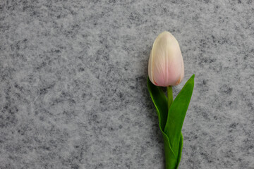 Tulip flower on gray background, white tulip, Valentine's day background used for desktop wallpaper or website design.