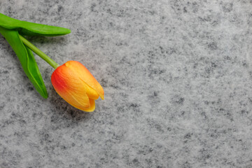 Tulip flower on gray background, yellow and orange tulip, Valentine's day background used for desktop wallpaper or website design.