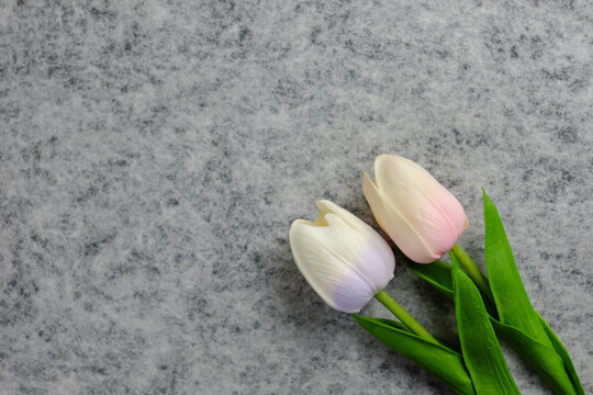 Tulips flower on gray background, white tulips, Valentine's day background used for desktop wallpaper or website design.
