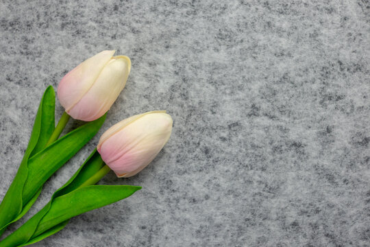 Tulips flower on gray background, white tulips, Valentine's day background used for desktop wallpaper or website design.
