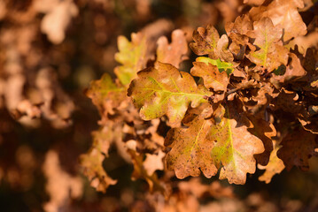 Brown leaves of the oak tree hang on a branch in autumn against the background of other oak leaves in the forest