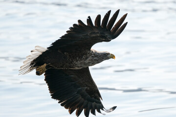white tail eagle