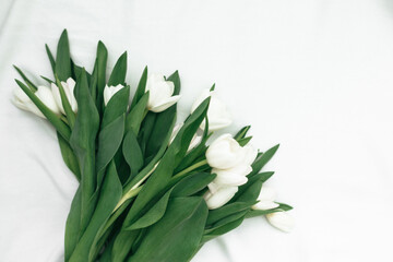 Obraz premium white tulips on white background