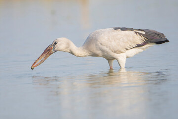 Asian Openbill Stork on the water.