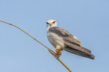 Black-winged Kite on branch, seen in India .