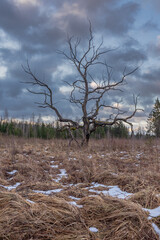 withered tree in an untreated meadow field