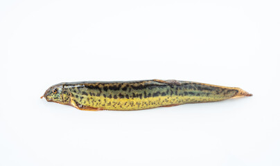 A fresh loach on a white background