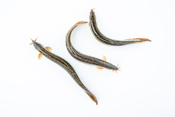 Fresh loach on white background