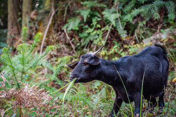 A black goat eating grass