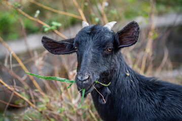 A black goat eating grass