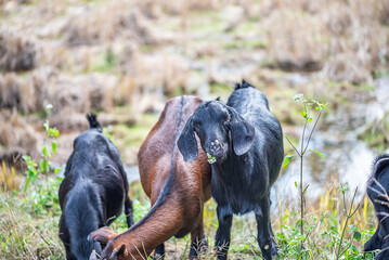 A herd of black goats in the mountain village
